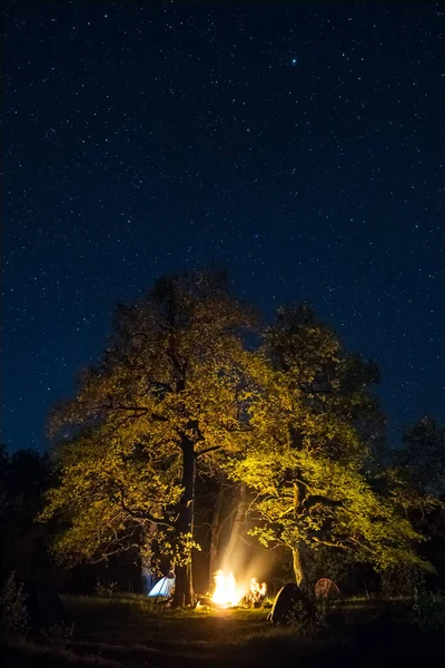 Bonfire onder de grote boom en de nachtelijke hemel vol sterren — Stockfoto