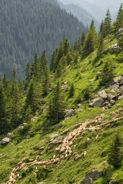 Velké stádo ovcí pasoucích se v horách. — Stock fotografie