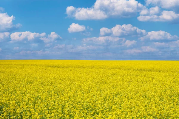 Field of colza rapeseed yellow flowers and blue sky, Ukrainian flag colors — стоковое фото