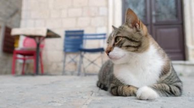Karadağ 'ın eski Kotor kasabasında kaldırımda dinlenen sevimli sokak kedisi.