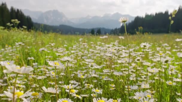 Kamera powoli przechodzi przez pole kwiatów rumianku w Czarnogórze — Wideo stockowe