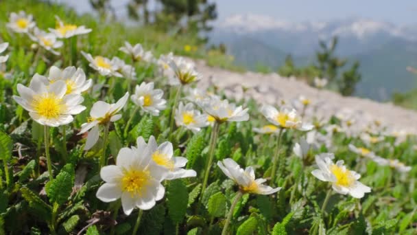 Pequenas flores de prado branco close-up em Prokletije Mountains, Albânia — Vídeo de Stock