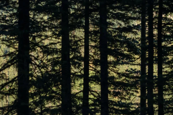 Bos meer met dennenbomen silhouetten in defocus — Stockfoto