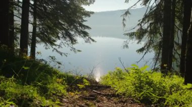 Yazın ladin ormanında güzel bir göl