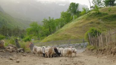 Arnavutluk 'un Theth kasabasındaki köy yolunda koyun sürüsü.
