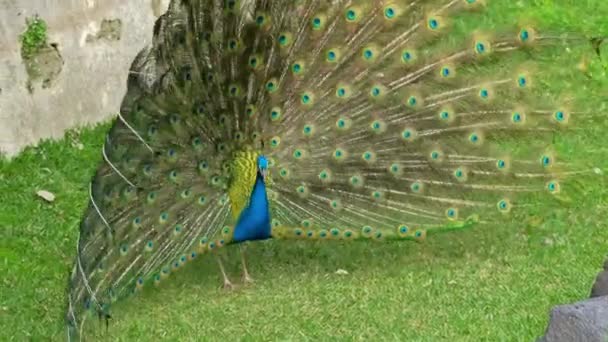 Un paon bleu étendant sa queue sur l'herbe verte — Video