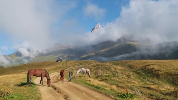 Caballos salvajes pastando en las montañas del Cáucaso en Georgia — Vídeos de Stock