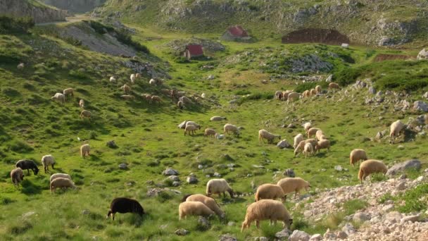 Krajina s hejnem ovcí pasoucích se v horách Durmitor v Černé Hoře — Stock video