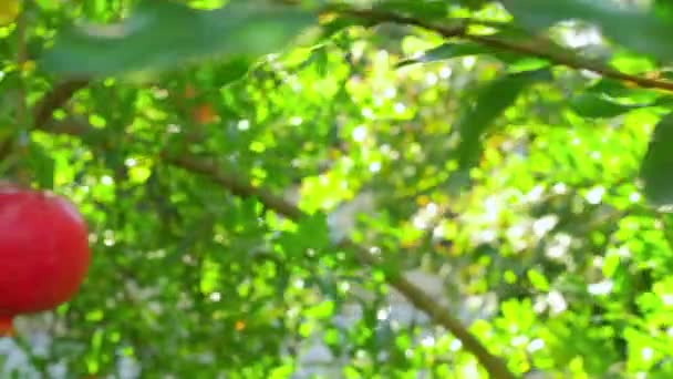 特写在树枝上成熟的石榴果 — 图库视频影像
