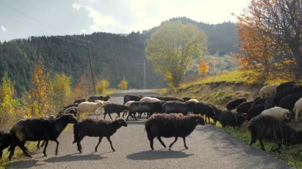 Flock of sheep crossing the country road in mountains at fall season in Turkey — стоковое видео
