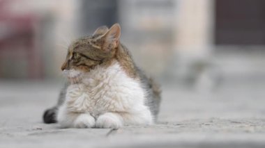 Karadağ, Avrupa 'nın Kotor kentindeki kaldırımda dinlenen uykulu sokak kedisi. Kedi büyük ilgi göstermeden kameraya bakıyor.