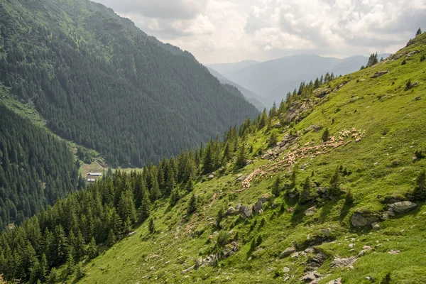 Velké Stádo Ovcí Pasoucích Horách Hejno Ovcí Zelené Travnaté Horské — Stock fotografie