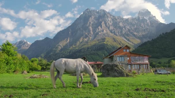 Mooie Witte Paarden Grazen Groene Weide Met Hoge Kaukasus Bergen — Stockvideo