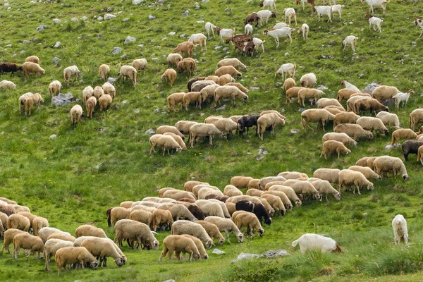 Big Herd of sheeps grazing in mountains. Flock of sheep breeding in the green grass mountain meadow