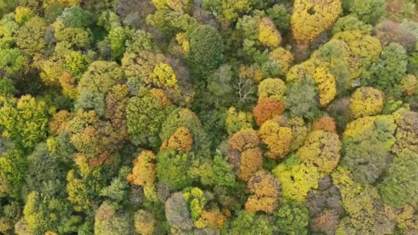 Vista Aérea Drone Sobre Floresta Outono Árvores Coloridas Madeira Vista — Vídeo de Stock