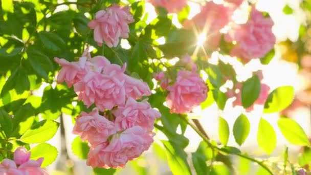 Beautiful Pink Roses Bush Close Sunrise Summer Garden Pink Roses — Wideo stockowe