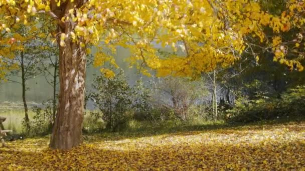 Kleurrijke Vallende Herfstbladeren Prachtige Boom Met Gele Bladeren Het Herfstbos — Stockvideo