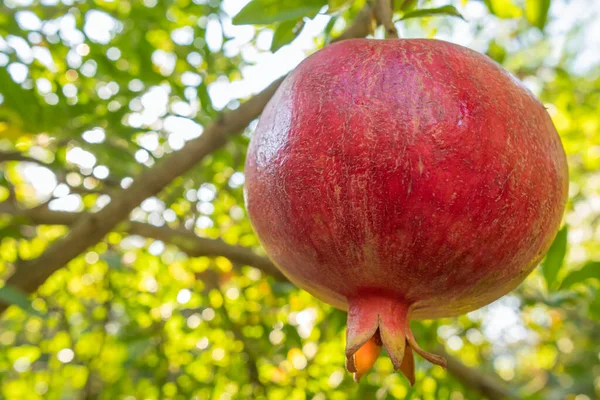 Ripe pomegranate fruits on a tree branch close-up. Ripe pomegranate fruits hanging on a tree branch in the garden. Sunset light. Soft selective focus. Sunlight through leaves