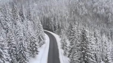Aerial view of a car driving along the mountain road in winter. Beautiful snowy white winter and snow capped fir-tree forest. Road through frozen forest. Winding mountain road