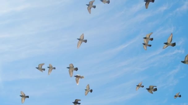 Flock Pigeons Flying Blue Sky Sunny Day Slow Motion Tracking — Stock Video