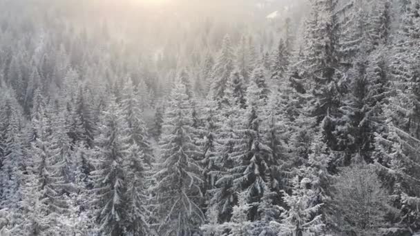 Aerial Winter Landscape Pine Trees Covered Snow Spruce Forest Cold — Vídeo de stock