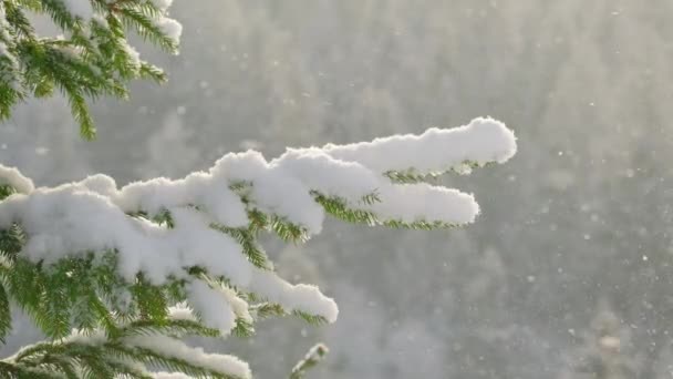 Красивый Зимний Пейзаж Снегом Падающим Ветку Ели Крупным Планом Снегопад — стоковое видео