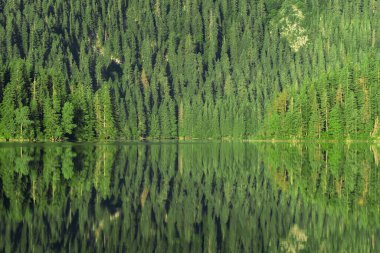Black lake landscape at sunrise in Durmitor National park, Zabljak, Montenegro. Spruce forest and mountains reflecting in calm lake water surface.