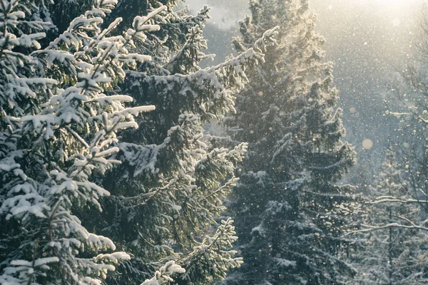 Красивые Зимние Пейзажи Снегом Падающим Еловую Ветку Снегопад Зимнем Еловом — стоковое фото