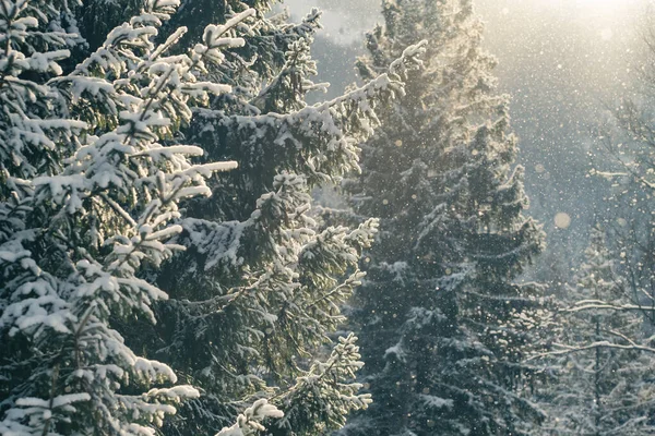 Beautiful Winter Scenery Snow Falling Fir Tree Branch Snowfall Winter — Stock Fotó