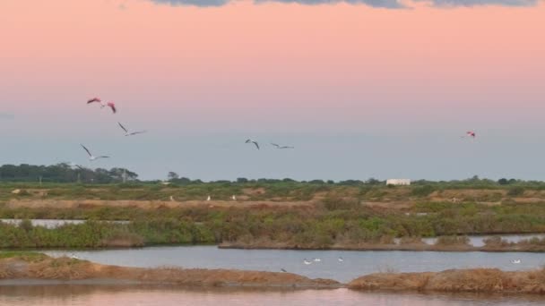 Greater Flamingos Phoenicopterus Roseus Ria Formosa National Park Algarve Portugal — Stockvideo