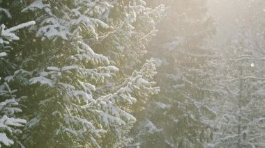 Beautiful winter scenery with snow falling on a fir tree branch. Snowfall in a winter spruce forest at sunny day. Real snowflakes slowly flying in air at sunny cold winter day. Christmas time