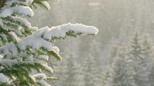 Beautiful Winter Scenery Snow Falling Fir Tree Branch Close Snowfall — Vídeos de Stock