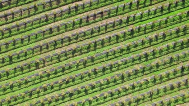 Вид Зверху Сади Фруктовими Деревами Прекрасні Регулярні Лінії Свіжих Зелених — стокове відео