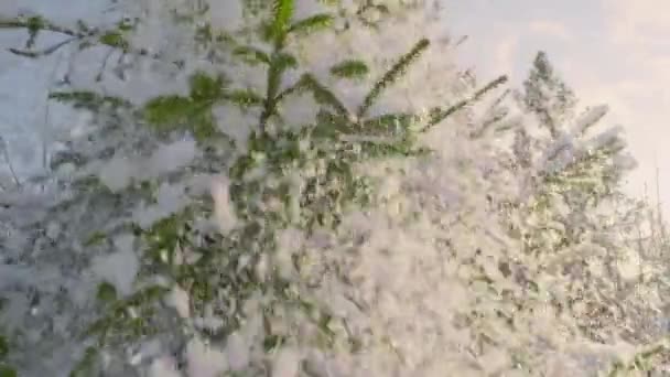 Snow Falling Fir Tree Branch Good Shake Slow Motion Snow — Vídeos de Stock