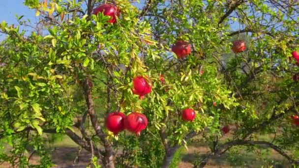 Ripe Pomegranate Fruits Pomegranate Tree Garden Ripe Pomegranate Fruits Hanging — Stockvideo