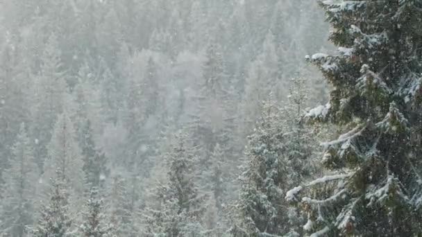 Beautiful Winter Scene Snow Slowly Falling Fir Trees Forest Snowfall — Vídeos de Stock