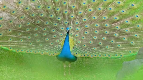 Blue Peacock Fanning Its Tail Green Grass Peacock Showing Its — Video Stock