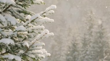 Snow falling from the fir tree branch after a good shake in slow motion. Snow falling under its weight from a tree branches in winter spruce forest. Beautiful sunny day in cold snowy forest. 