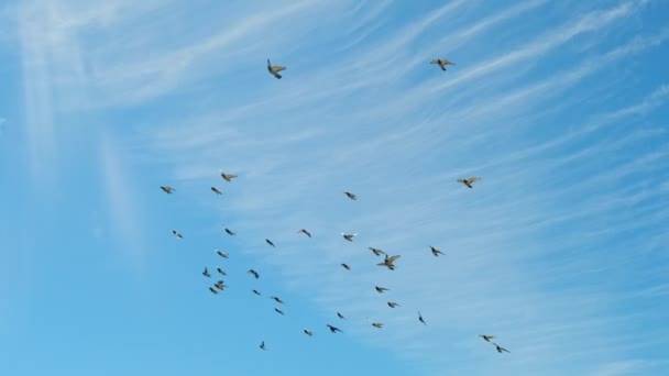 Flock Pigeons Flying Blue Sky Sunny Day Slow Motion Tracking — Stockvideo