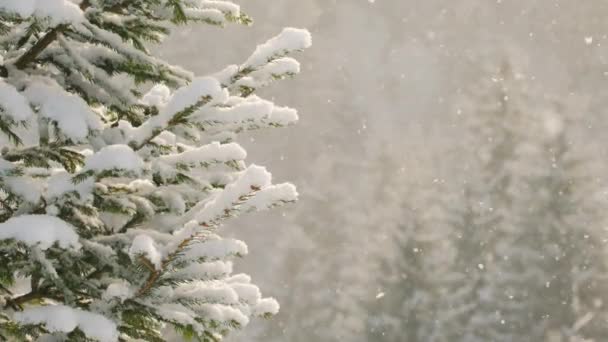 Snow Falling Fir Tree Branch Good Shake Slow Motion Snow — Wideo stockowe