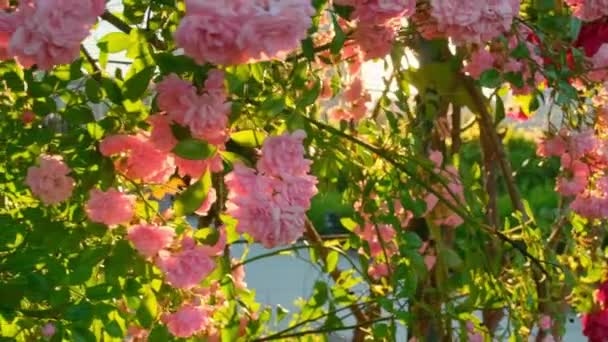 Beautiful Pink Roses Bush Close Sunrise Summer Garden Pink Roses — Stockvideo