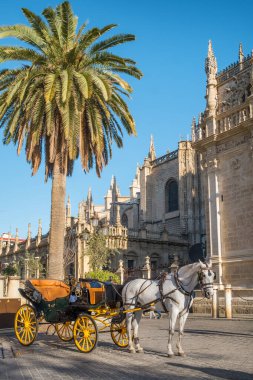 Arka planda Giralda katedrali olan Sevilla 'daki at arabası, Endülüs, İspanya
