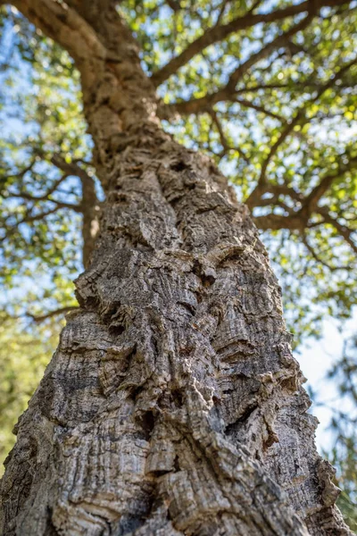 나무는 나무껍질에 초점을 맞추고 포르투갈에 가깝게 있습니다 옥수수 참나무나 참나무 — 스톡 사진