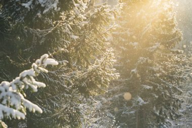 Beautiful winter scenery with snow falling on a fir tree branch. Snowfall in a winter spruce forest at sunny day. Snowflakes slowly flying in air at sunny cold winter day. Christmas time