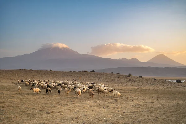 Stado Owiec Dwoma Szczytami Góry Ararat Tle Wschodzie Słońca Wschodniej — Zdjęcie stockowe