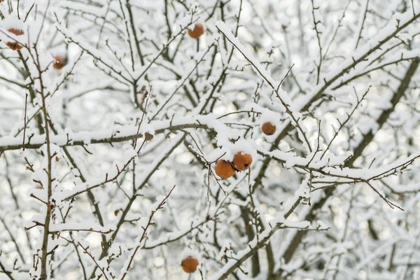 树枝上的老苹果没有被雪覆盖的叶子 初冬冰冻的苹果 苹果树的枝条 雪下结满了果实 冬季季节概念 — 图库照片