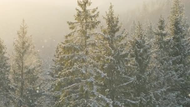 Krásná Zimní Scenérie Sněhem Padajícím Jedlovou Větev Sníh Zimním Smrkovém — Stock video