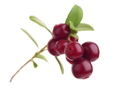 Kızılcık ve beyaz zemin üzerine yosun