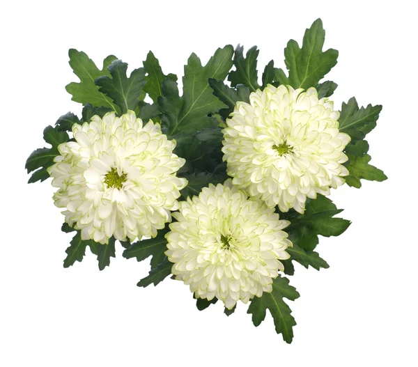 Crisantemo sobre fondo blanco —  Fotos de Stock