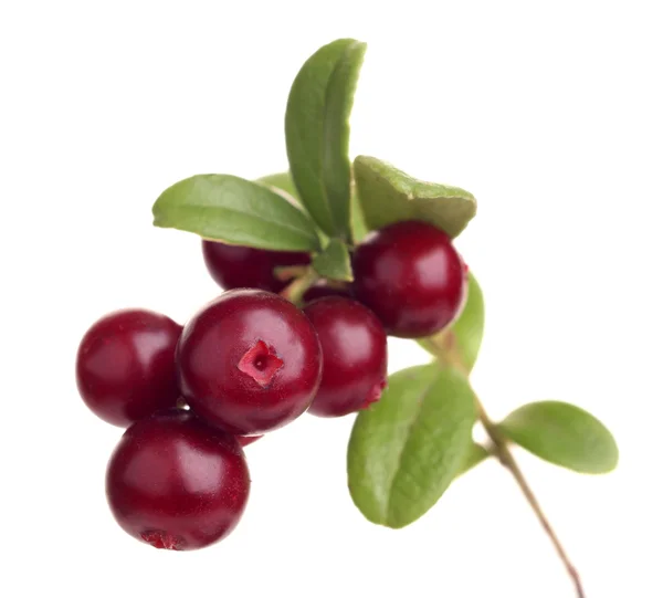 Cranberry and moss on white background — Stock Photo, Image